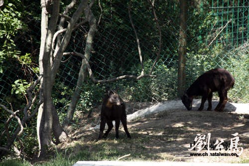 害羞的“喜羊羊”、“乐羊羊”。（中国台湾网 刘海伟 摄）