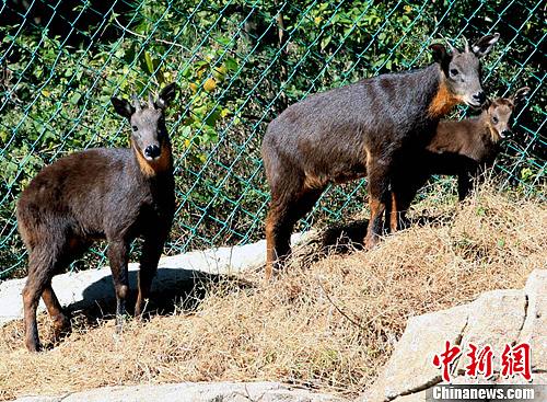 台湾赠大陆长鬃山羊所生羊宝宝美美满月